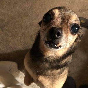 Meet your Posher, Joann